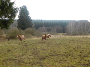 DSCN0440 - kopie