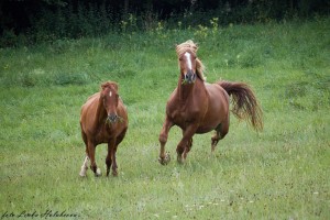 IMG_6921