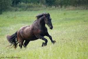 IMG_6955